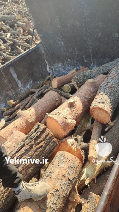 خریدار چوب درخت چوب باغی در شهریار در گروه خرید و فروش چوب درخت در یکمیوه -عکس2
