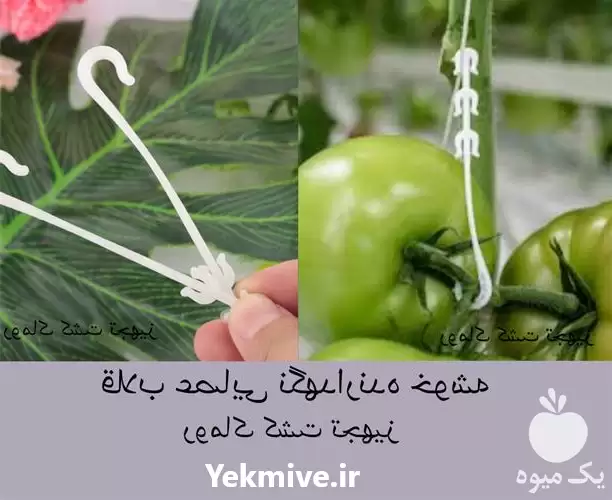 قیمت خرید قلاب پشتیبان خوشه در تهران در گروه خرید و فروش تجهیزات گلخانه در یکمیوه -عکس1