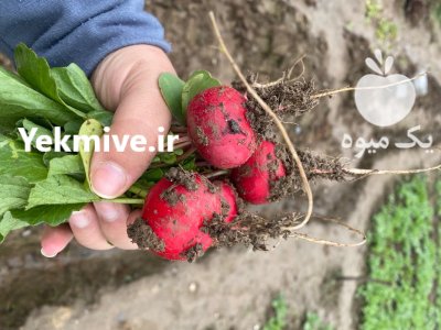 تربچه های تازه ارگانیک چین صبح در قائم شهر در گروه خرید و فروش انواع سبزی ها در یکمیوه -عکس1