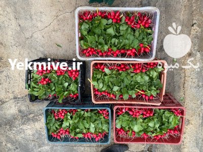 تربچه های تازه ارگانیک چین صبح در قائم شهر در گروه خرید و فروش انواع سبزی ها در یکمیوه -عکس2