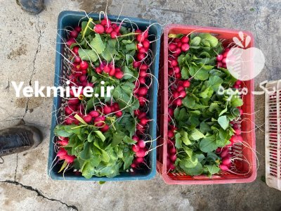 تربچه های تازه ارگانیک چین صبح در قائم شهر در گروه خرید و فروش انواع سبزی ها در یکمیوه -عکس3