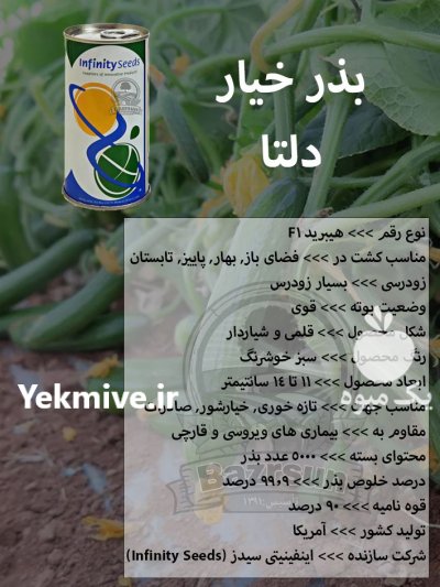 بذر خیار دلتا خیار دلتا در بوشهر در گروه خرید و فروش بذر خیار در یکمیوه -عکس1