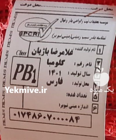 سیب زمینی بذری لیبل دار در بیضا در گروه خرید و فروش سیب زمینی در یکمیوه -عکس3