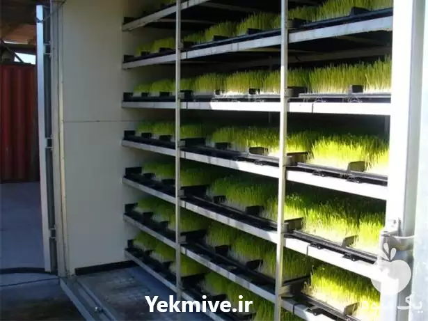 دوره آموزشی پرورش و کاشت علوفه در گروه دوره آموزش کشاورزی در یکمیوه -عکس1