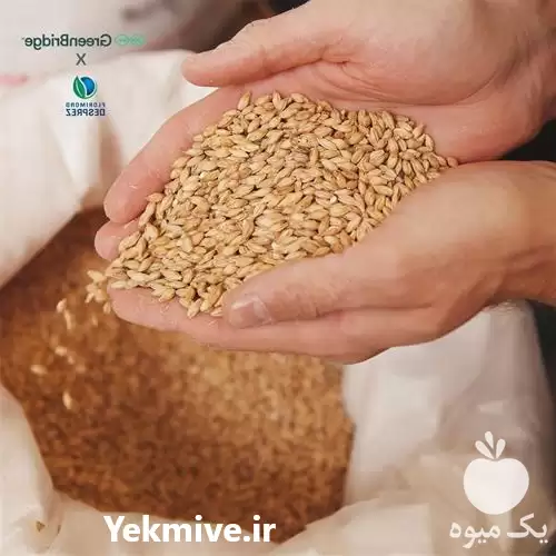 راهکار عملی تولید علوفه در تمام در گروه دوره آموزش کشاورزی در یکمیوه -عکس1