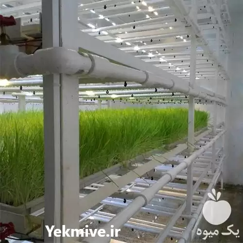 دوره آموزشی علوفه هیدروپونیک در گروه دوره آموزش کشاورزی در یکمیوه -عکس1