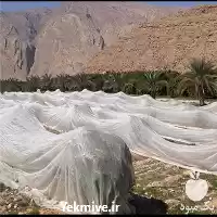 تولید صادرات پارچه تور پشه بند در تهران در گروه خرید و فروش توری گلخانه در یکمیوه