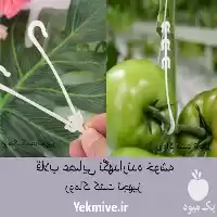 قیمت خرید قلاب پشتیبان خوشه در تهران در گروه خرید و فروش تجهیزات گلخانه در یکمیوه