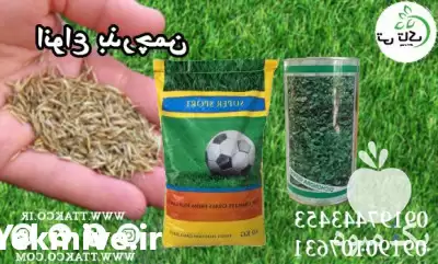قیمت خرید بذر چمن در تهران در گروه خرید و فروش بذر چمن در یکمیوه -عکس1