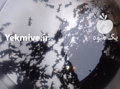 فروش انواع ماهی قرمز تزیینی در تهران در گروه خرید و فروش انواع ماهی در یکمیوه -عکس1