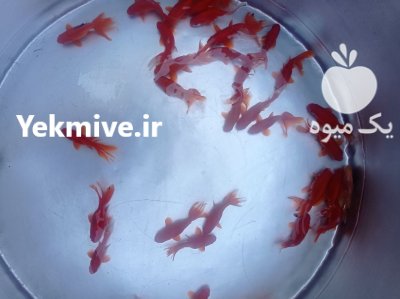 فروش انواع ماهی قرمز تزیینی در تهران در گروه خرید و فروش انواع ماهی در یکمیوه -عکس2