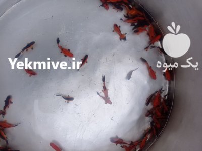 فروش انواع ماهی قرمز تزیینی در تهران در گروه خرید و فروش انواع ماهی در یکمیوه -عکس4