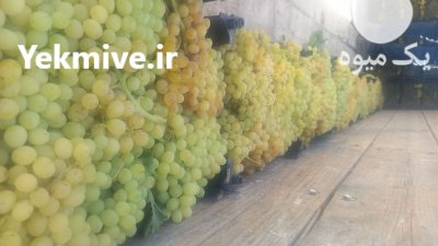 بارفروش حق العمل کاری در مشهد در گروه بارفروشی محصولات کشاورزی در یکمیوه -عکس3