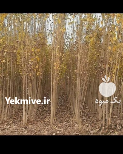 نهال صنوبر در تبریز نهال تبریزی در گروه خرید و فروش نهال صنوبر در یکمیوه -عکس1