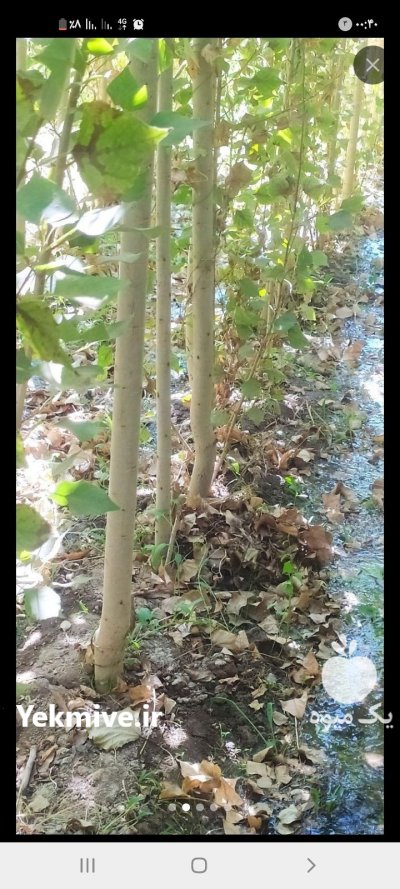 صنوبر نیگرا ترک در ساری در گروه خرید و فروش نهال صنوبر در یکمیوه -عکس1