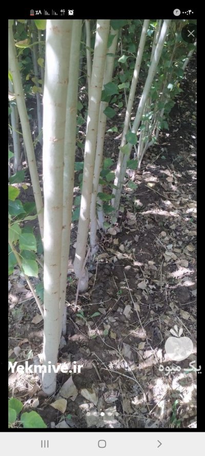 صنوبر نیگرا ترک در ساری در گروه خرید و فروش نهال صنوبر در یکمیوه -عکس2