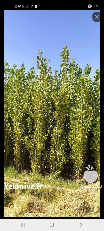 صنوبر نیگرا ترک در ساری در گروه خرید و فروش نهال صنوبر در یکمیوه -عکس3