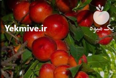 نهال شلیل شلیل حسن پور در گروه خرید و فروش نهال میوه در یکمیوه -عکس1