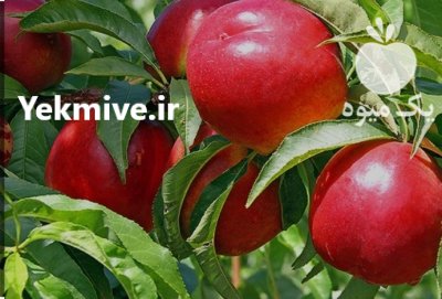 نهال شلیل شلیل حسن پور در گروه خرید و فروش نهال میوه در یکمیوه -عکس2