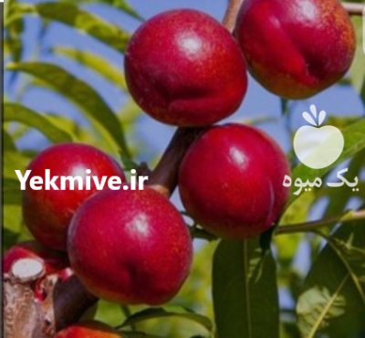 نهال شلیل شلیل حسن پور در گروه خرید و فروش نهال میوه در یکمیوه -عکس3