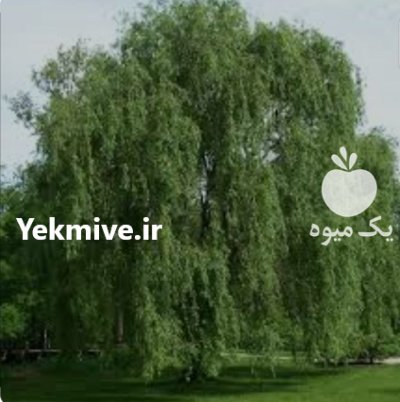 نهال بید مجنون بیدمجنون در ساری در گروه خرید و فروش نهال بید مجنون در یکمیوه -عکس1