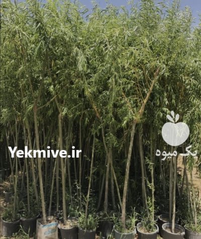 نهال بید مجنون بیدمجنون در ساری در گروه خرید و فروش نهال بید مجنون در یکمیوه -عکس2