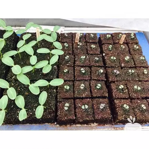 قیمت خرید بستر کشت هیدروپونیک در گروه خرید و فروش انواع کود کشاورزی در یکمیوه -عکس1