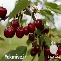 قیمت خرید نهال آلبالو در اصفهان در گروه خرید و فروش نهال میوه در یکمیوه