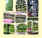 سورت و بسته بندی محصولات گلخانه ای در یزد در گروه سورتینگ در یکمیوه