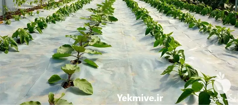 نایلون عریض گلخانه در گروه سازنده در یکمیوه -عکس1