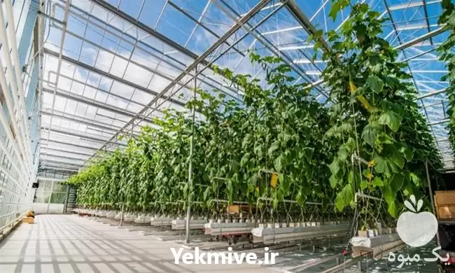 ساخت و نصب انواع گلخانه در هرمز در گروه سازنده در یکمیوه -عکس1