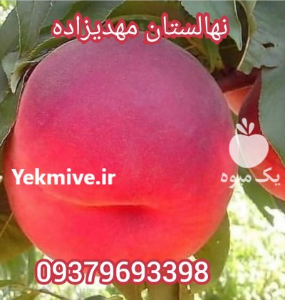 زردآلو نهال پر درآمد و عالی درخت در خرم‌ آباد در گروه خرید و فروش نهال در یکمیوه -عکس1