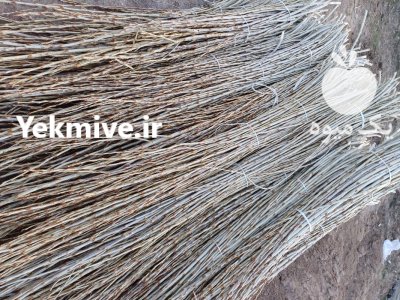 قلمه سنوبر بدون ایراد سفید سبز در خوی در گروه خرید و فروش نهالستان در یکمیوه -عکس4