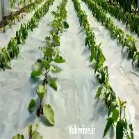 نایلون عریض گلخانه در گروه سازنده در یکمیوه