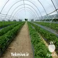 فروش ساخت سازه گلخانه در گروه خرید و فروش سوله و سازه گلخانه در یکمیوه