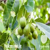 قیمت خرید قیمت نهال گردو کانادایی در تهران در گروه خرید و فروش نهال گردو در یکمیوه