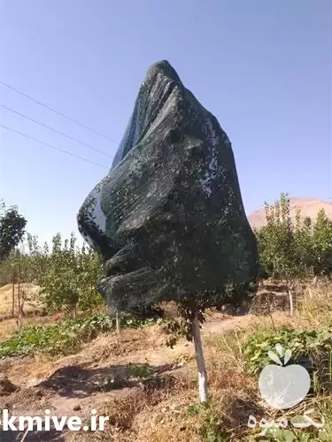 تولید توری سایبان شید ضد سرما در گروه خرید و فروش توری گلخانه در یکمیوه -عکس1