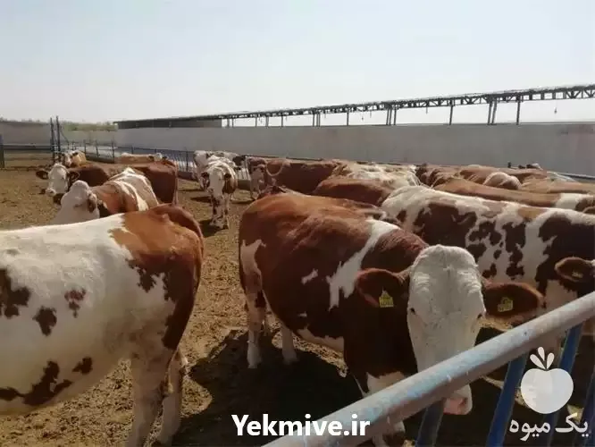 خریدار گوساله سیمینتال اصیل درجه یک در گروه گاو و گوسفند و میش و بز کهره گوساله در یکمیوه -عکس2