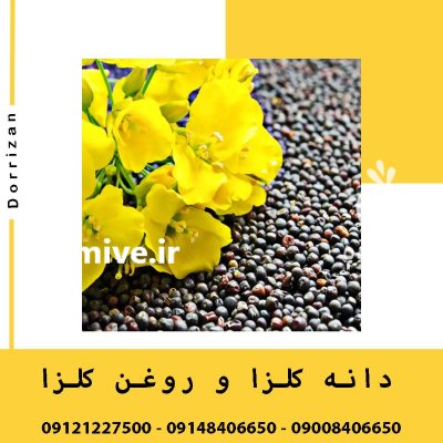 فروش کلزا فروش بذر کلزا فروش در ری  در گروه خرید و فروش کلزا در یکمیوه -عکس1