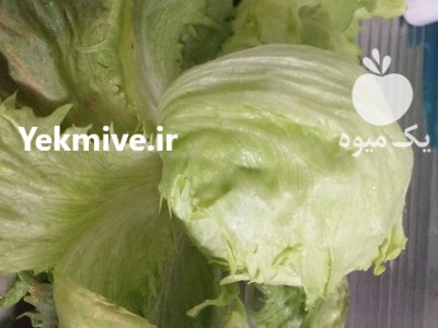 کاهو پیچ در شاهین شهر در اصفهان در گروه خرید و فروش کاهو در یکمیوه -عکس1