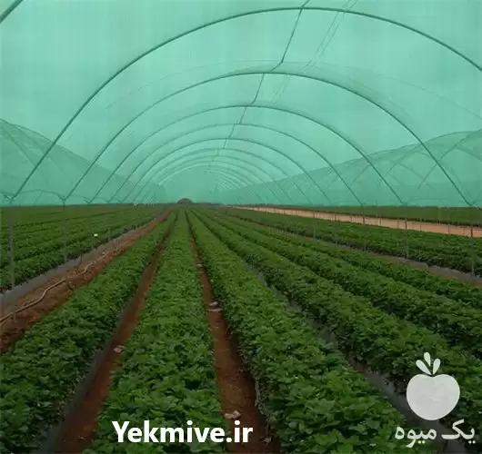 قیمت خرید شید در گروه خرید و فروش توری گلخانه در یکمیوه -عکس1