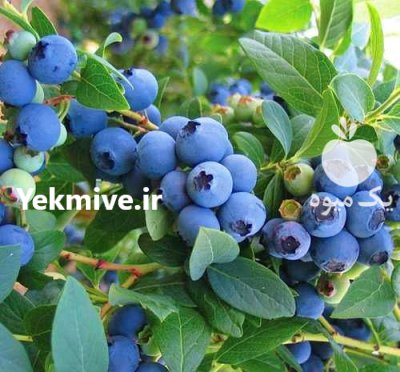 نهال بلوبری گیله قره در نهالستان در انارک در گروه خرید و فروش نهال بلوبری در یکمیوه -عکس1