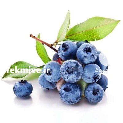 نهال بلوبری گیله قره در نهالستان در انارک در گروه خرید و فروش نهال بلوبری در یکمیوه -عکس2