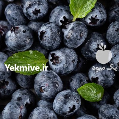 نهال بلوبری گیله قره در نهالستان در انارک در گروه خرید و فروش نهال بلوبری در یکمیوه -عکس4