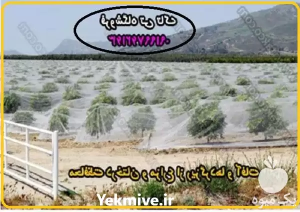 قیمت خرید توری ضد سرما درختان در گرگان در گروه خرید و فروش توری گلخانه در یکمیوه -عکس1