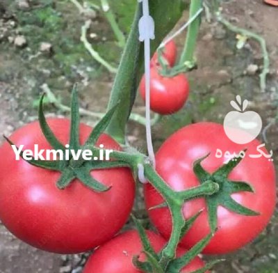 قلاب نگهدارنده خوشه عصایی در تهران در گروه خرید و فروش تجهیزات گلخانه در یکمیوه -عکس1