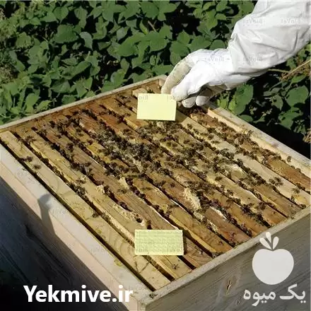 فروش عرضه نوار کنه زنبورعسل ارگانیک در گروه خرید و فروش زنبورعسل در یکمیوه -عکس1