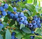 نهال بلوبری گیله قره در نهالستان در انارک