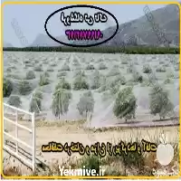 قیمت خرید توری ضد سرما درختان در گرگان در گروه خرید و فروش توری گلخانه در یکمیوه