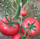 قلاب نگهدارنده خوشه عصایی در تهران در گروه خرید و فروش تجهیزات گلخانه در یکمیوه